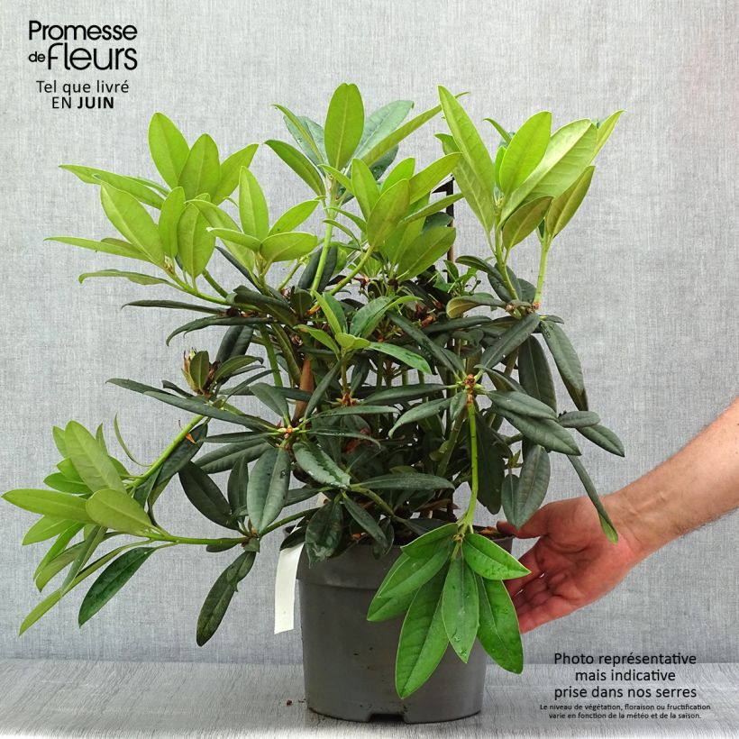 Esemplare di Rhododendron INKARHO Brigitte Vaso da 4L/5L consegnato in estate