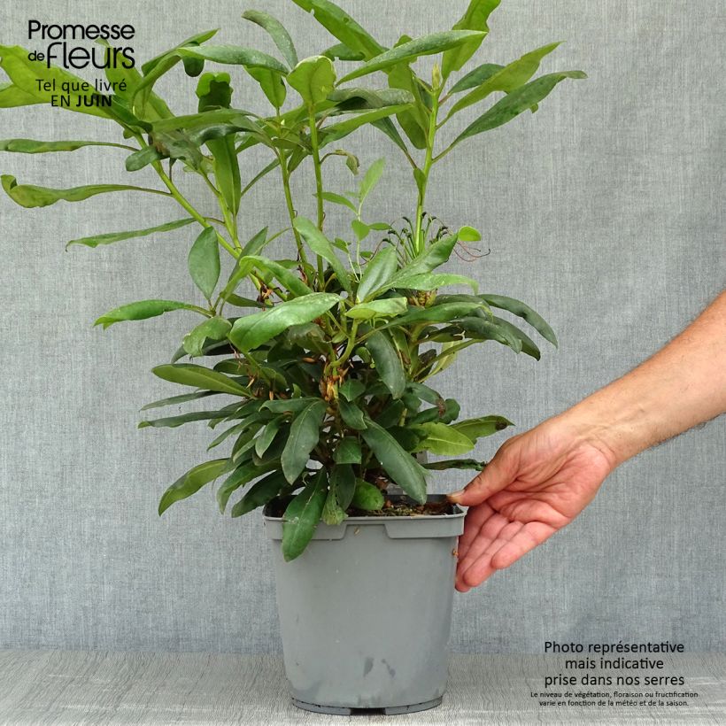 Esemplare di Rhododendron INKARHO Marcel Ménard Vaso da 3L/4L consegnato in estate