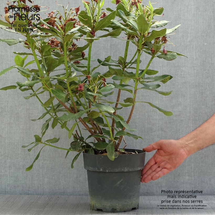 Esemplare di Rhododendron INKARHO Nova Zembla Vaso da 4L/5L consegnato in estate