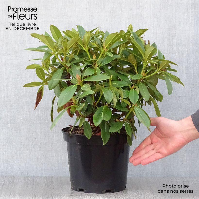 Rhododendron Jingle Bells Vaso da 4L/5L esemplare consegnato in inverno