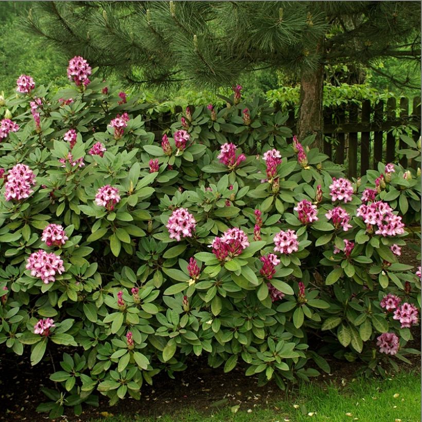 Rhododendron Kokardia (Porto)
