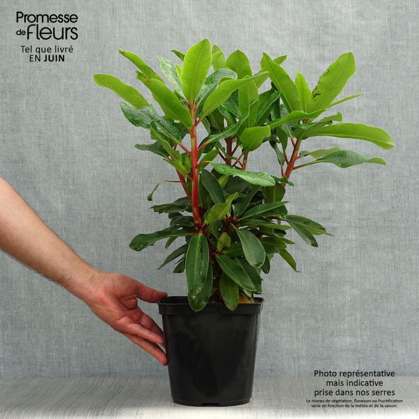 Esemplare di Rhododendron Lem's Monarch Vaso da 6L/7L consegnato in estate