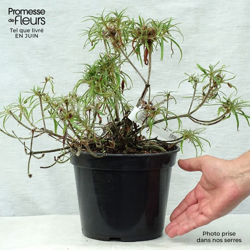 Esemplare di Rhododendron macrosepalum Linearifolium Vaso da 4L/5L consegnato in estate