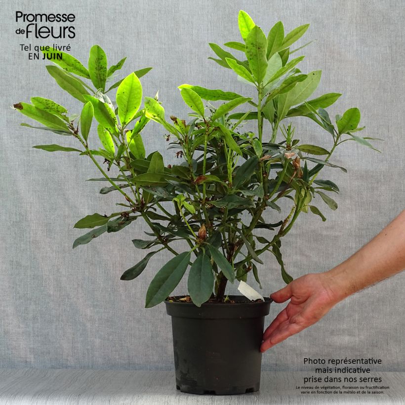 Esemplare di Rhododendron Madame Masson Vaso da 4L/5L consegnato in estate