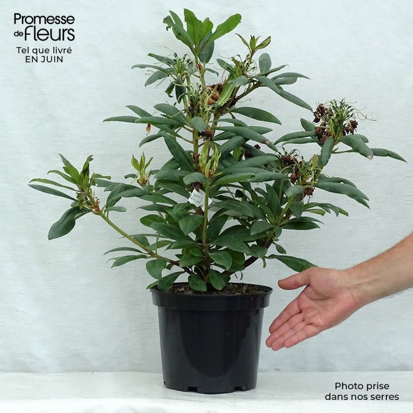 Esemplare di Rhododendron Marcel Ménard Vaso da 4L/5L consegnato in estate
