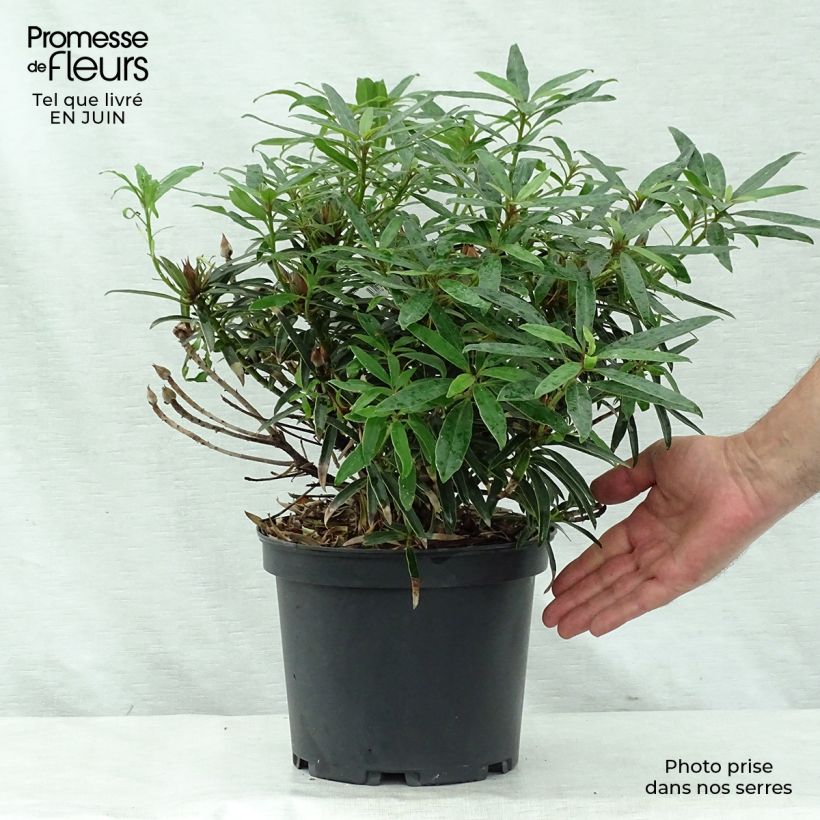 Esemplare di Rhododendron Melville Vaso da 3L/4L consegnato in estate