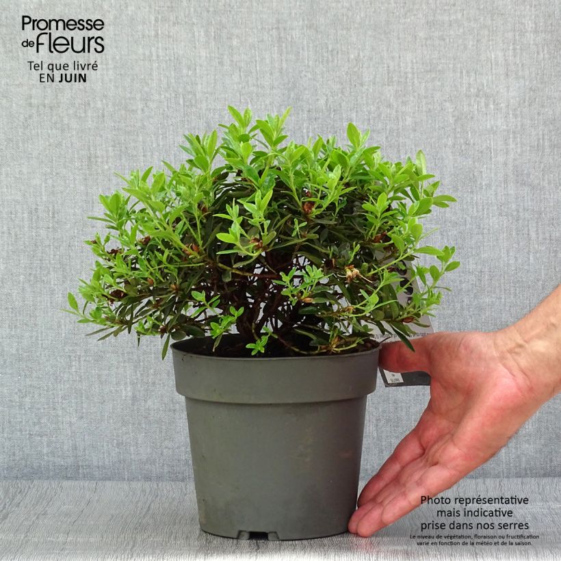Esemplare di Rhododendron impeditum Moerheim Vaso da 2L/3L consegnato in estate