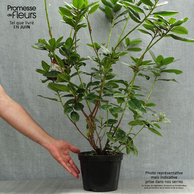 Esemplare di Rhododendron Mrs T.h.lowinsky Vaso da 4L/5L consegnato in estate