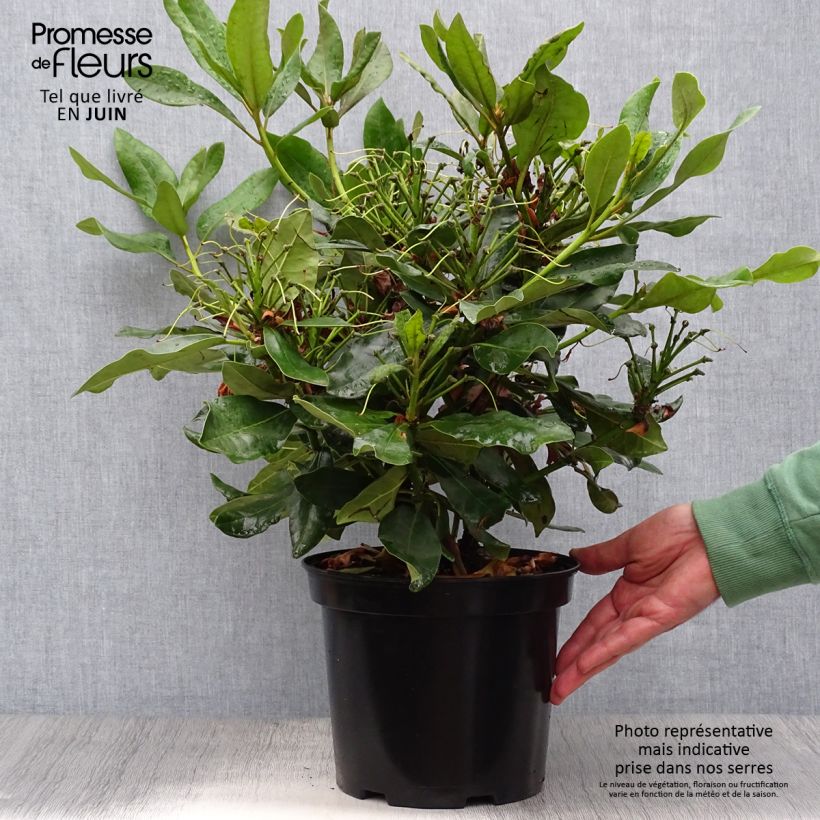 Esemplare di Rhododendron Nova Zembla Vaso da 4L/5L consegnato in estate