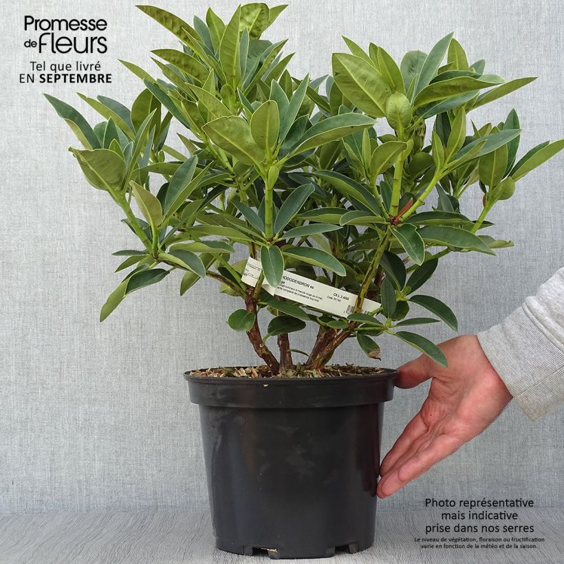 Esemplare di Rhododendron Olga Vaso da 4L/5L come consegnato in autunno
