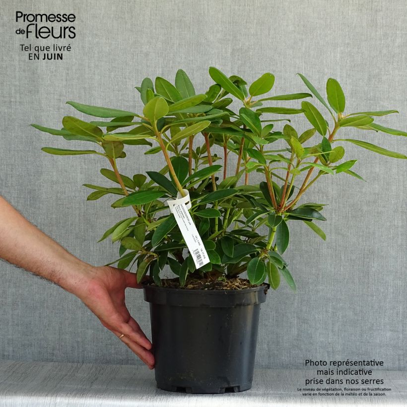 Esemplare di Rhododendron yakushimanum Percy Wiseman Vaso da 3L/4L consegnato in estate