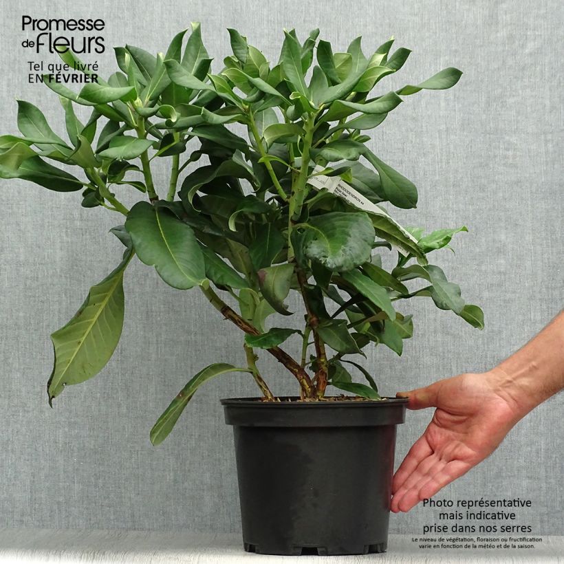 Esemplare di Rhododendron Polar Bear Vaso da 4L/5L come consegnato in autunno