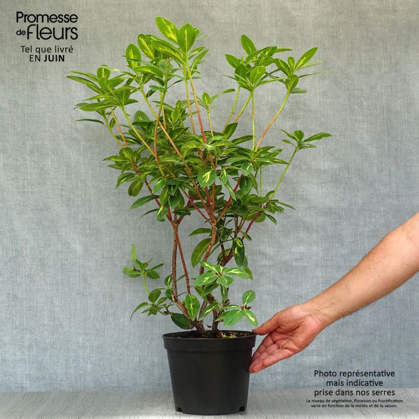 Esemplare di Rhododendron Président Roosevelt Vaso da 4L/5L consegnato in estate