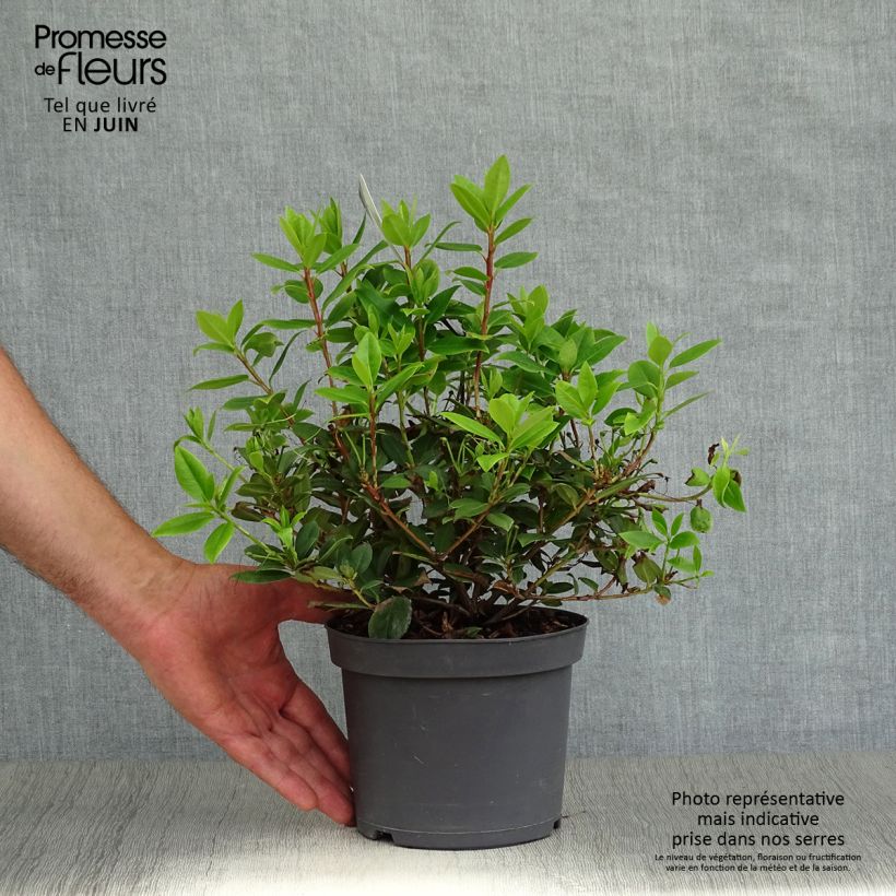 Esemplare di Rhododendron Princess Anne Vaso da 2L/3L consegnato in estate