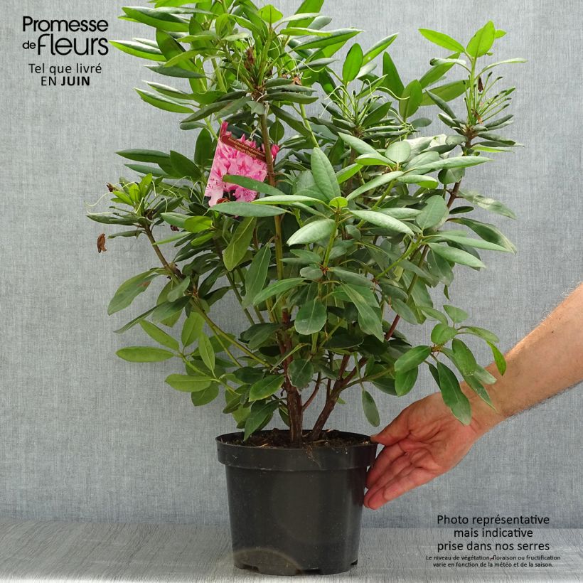 Esemplare di Rhododendron catawbiense Roseum Elegans Vaso da 4L/5L consegnato in estate