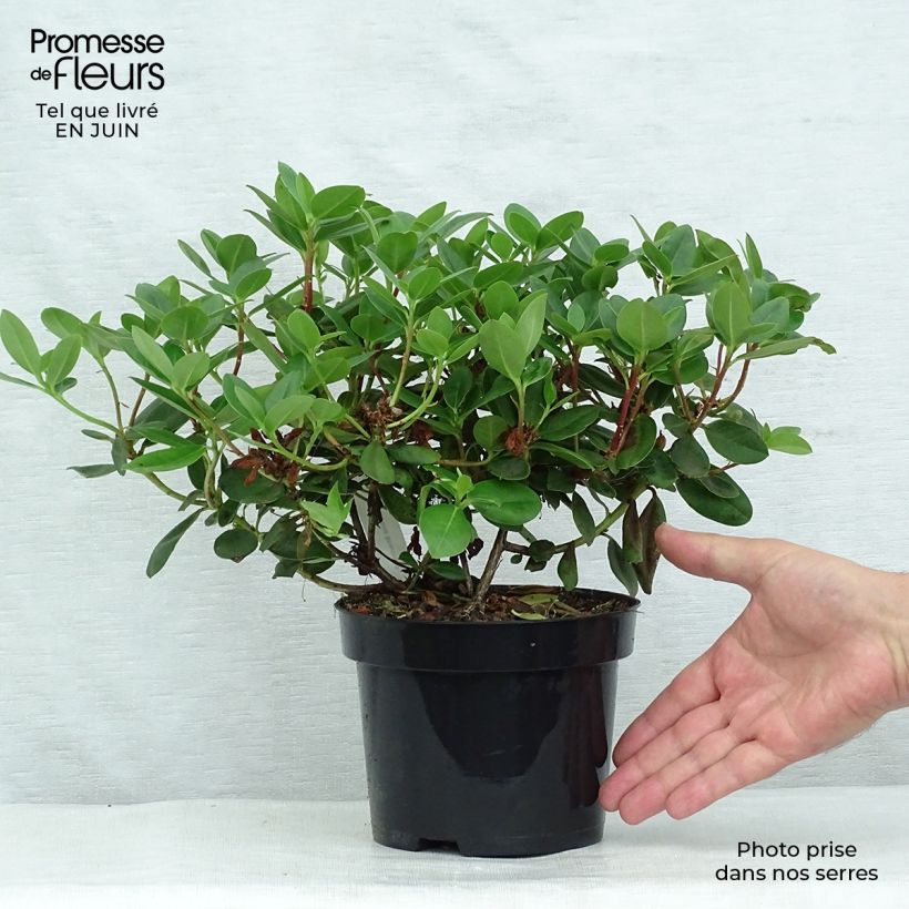 Esemplare di Rhododendron Shamrock Vaso da 2L/3L consegnato in estate