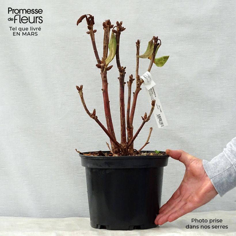 Rhododendron Sir Charles Lemon - Grand rhododendron. Pot de 4L/5L esemplare consegnato in primavera