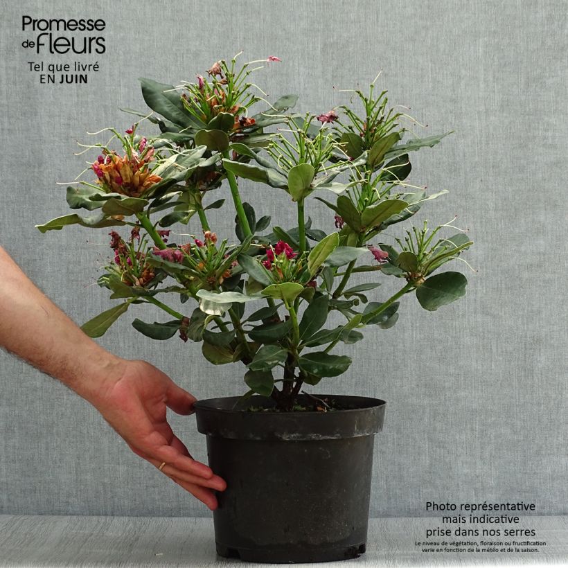 Esemplare di Rhododendron Wilgen's Ruby Vaso da 4L/5L consegnato in estate