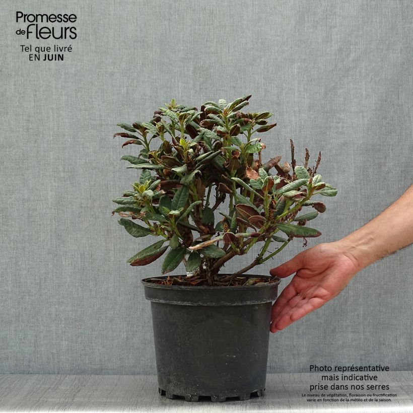 Esemplare di Rhododendron Wine & Roses Vaso da 6L/7L consegnato in estate
