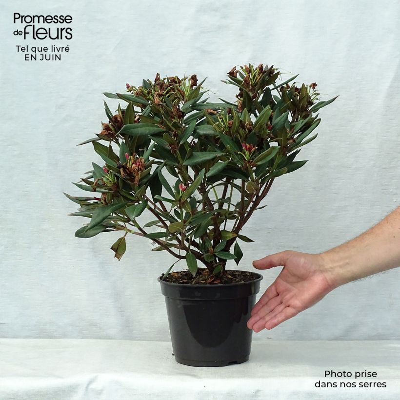 Esemplare di Rhododendron Winsome Vaso da 3L/4L consegnato in estate