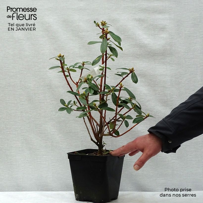 Rhododendron cinnabarinum Vaso da 3L/4L esemplare consegnato in inverno