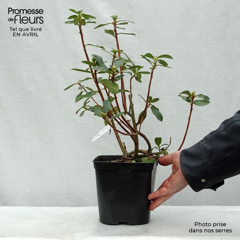 Rhododendron cinnabarinum Vaso da 3L/4L esemplare consegnato in primavera