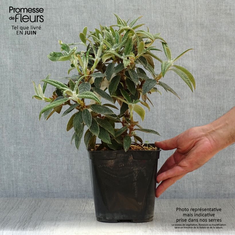Esemplare di Rhododendron edgeworthii Vaso da 3L/4L consegnato in estate