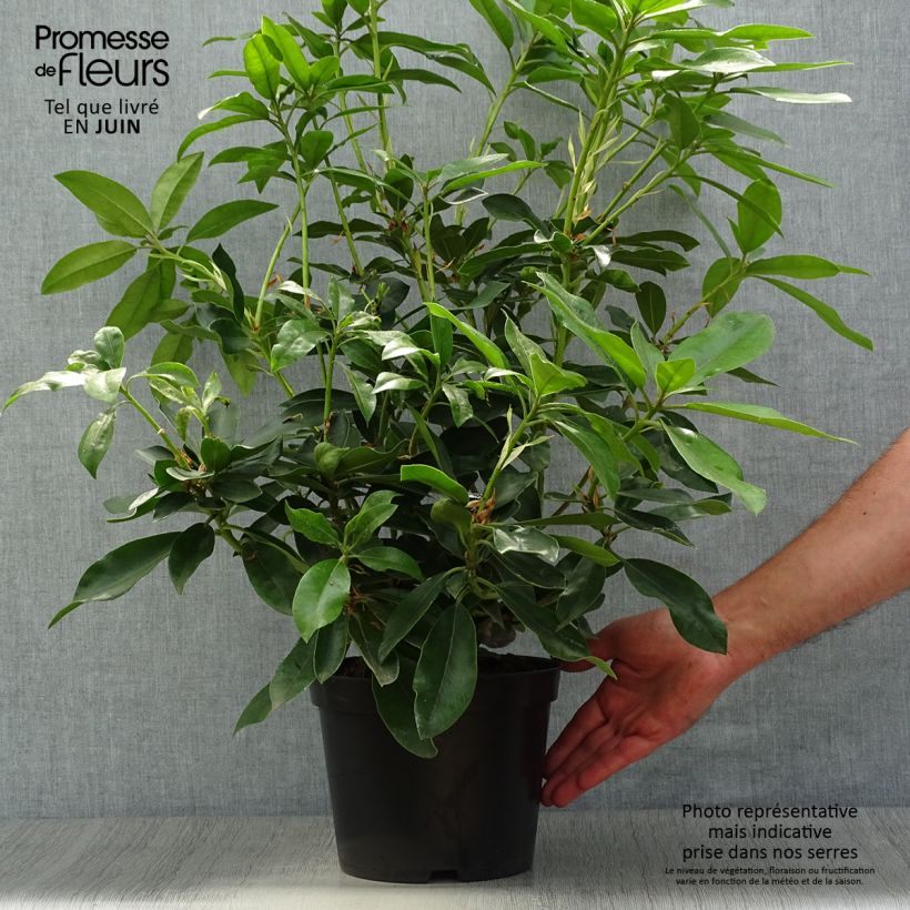 Esemplare di Rhododendron Blue Jay Vaso da 4L/5L consegnato in estate
