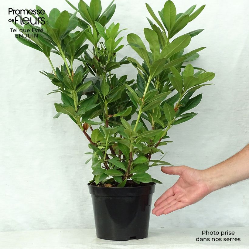 Esemplare di Rhododendron Cosmopolitan Vaso da 2L/3L consegnato in estate