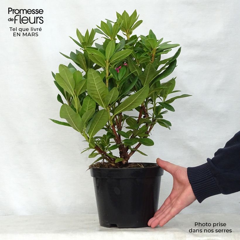 Rhododendron Cosmopolitan Vaso da 2L/3LAltezza consegnata circa 20/30cm esemplare consegnato in primavera