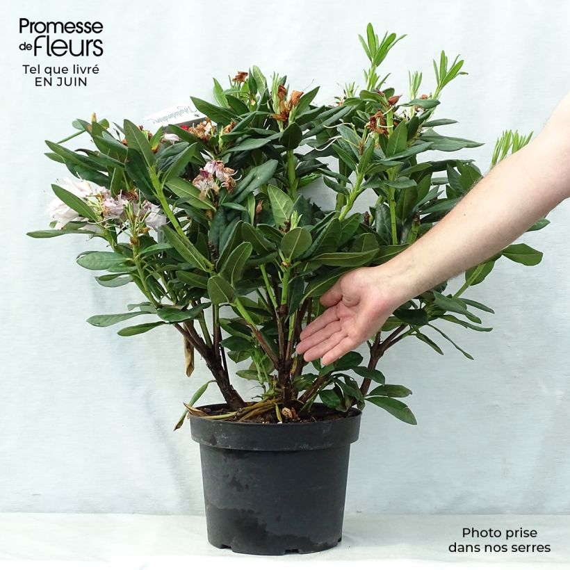Esemplare di Rhododendron Cosmopolitan Vaso da 7,5L/10L consegnato in estate