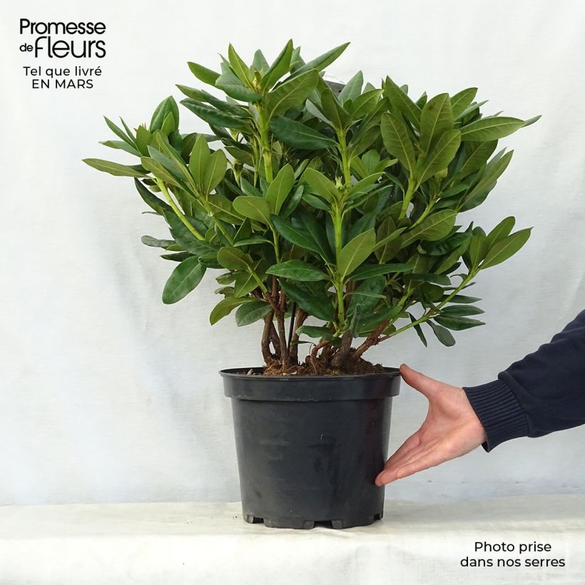 Rhododendron Cosmopolitan Vaso da 7,5L/10LAltezza consegnata circa 60/70cm esemplare consegnato in primavera