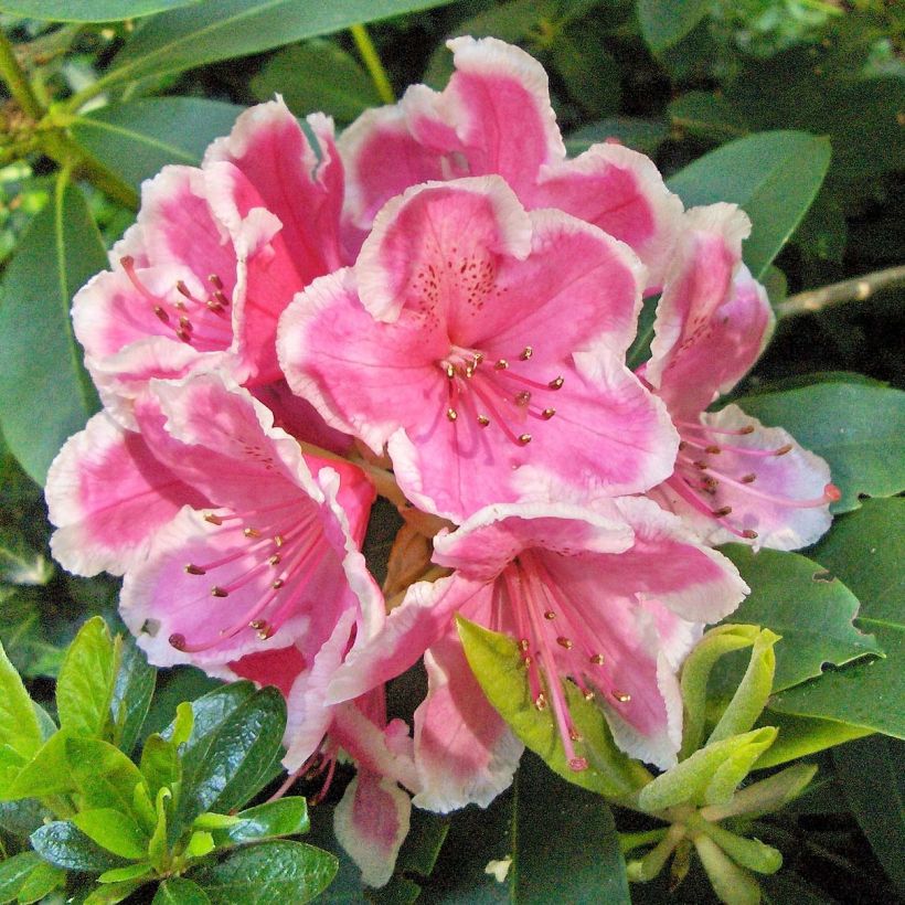 Rhododendron Janet Ward (Fioritura)