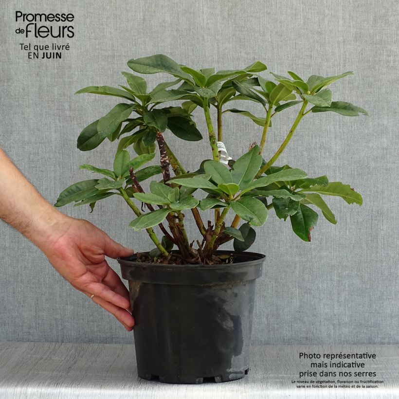 Esemplare di Rhododendron Naselle Vaso da 4L/5L consegnato in estate