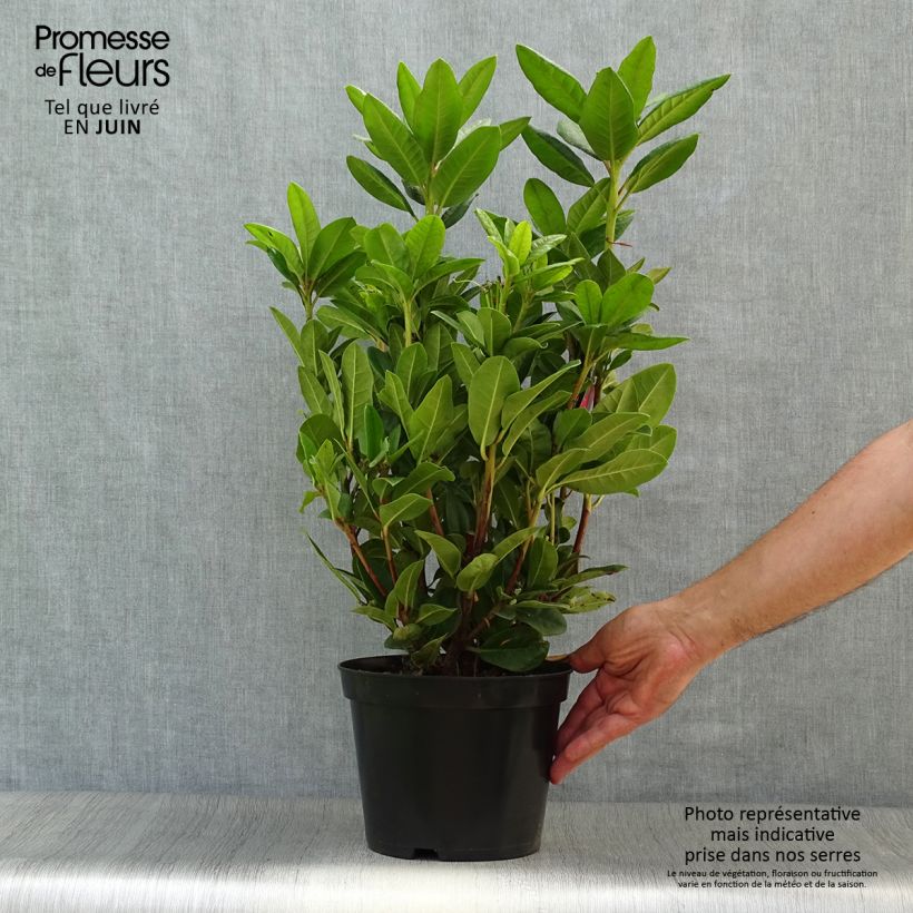 Esemplare di Rhododendron Rocket Vaso da 4L/5L consegnato in estate