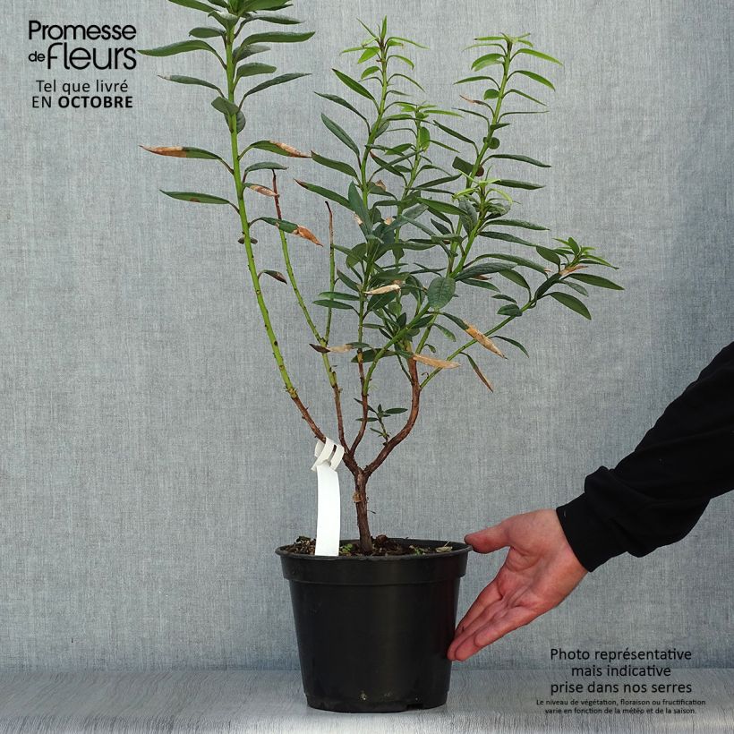 Esemplare di Rhododendron lindleyi Vaso da 4L/5L come consegnato in autunno