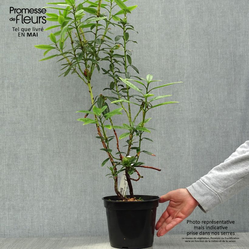 Rhododendron lindleyi Vaso da 4L/5L esemplare consegnato in primavera
