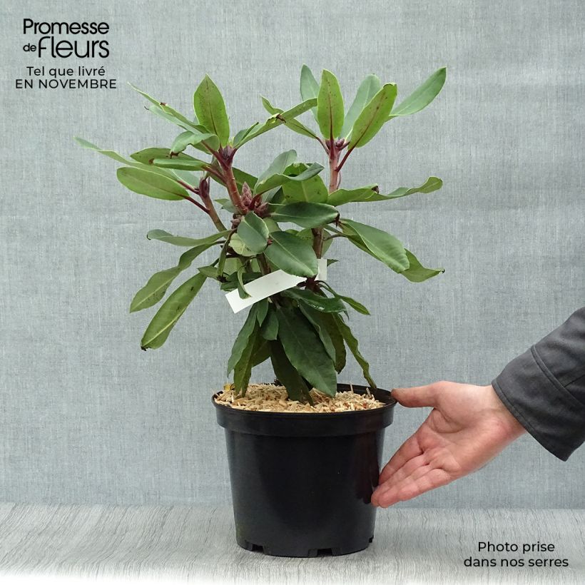 Esemplare di Rhododendron loderi King George Vaso da 4L/5L come consegnato in autunno