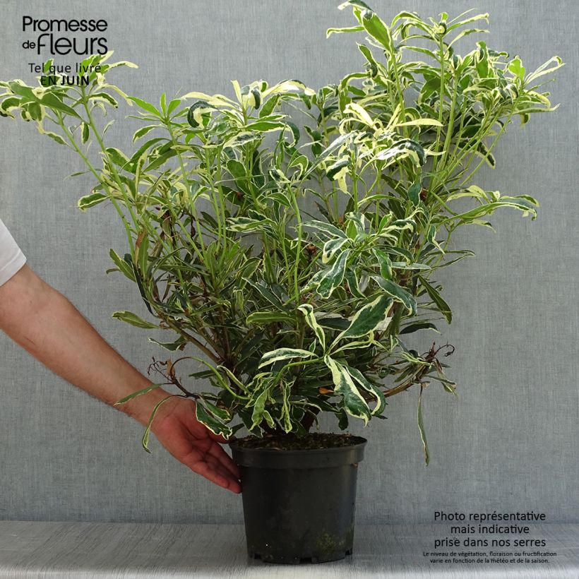 Esemplare di Rododendro pontico Variegatum Vaso da 4L/5L consegnato in estate
