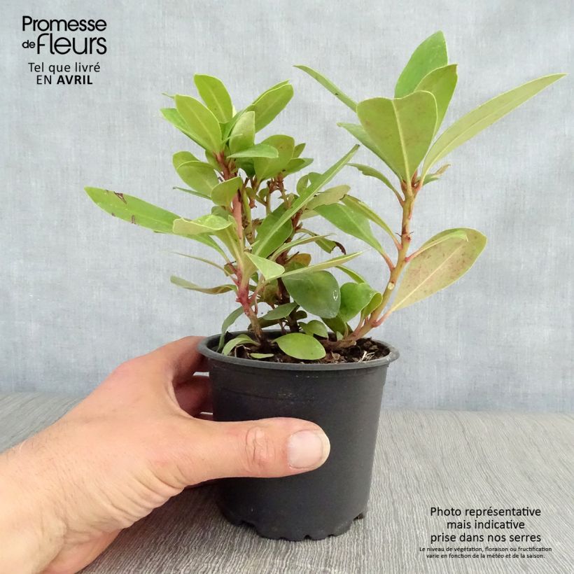 Rhododendron ponticum - Rododendro pontico Vaso da Ø 12 cm / 13 cm esemplare consegnato in primavera