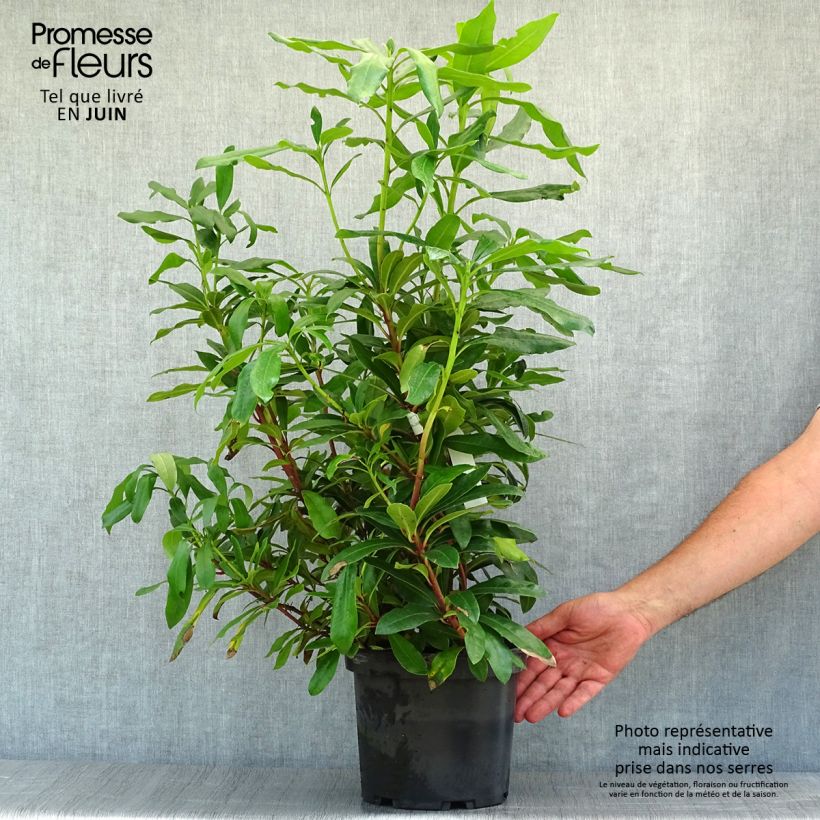 Esemplare di Rhododendron ponticum - Rododendro pontico Vaso da 3L/4L consegnato in estate