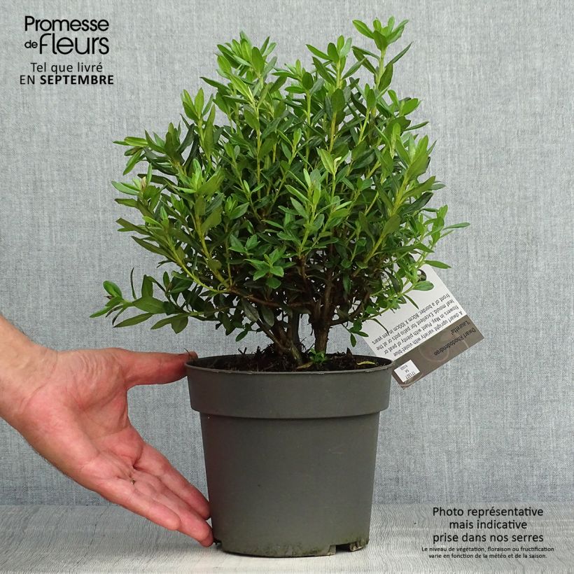 Esemplare di Rhododendron russatum Lauretta Vaso da 2L/3L come consegnato in autunno
