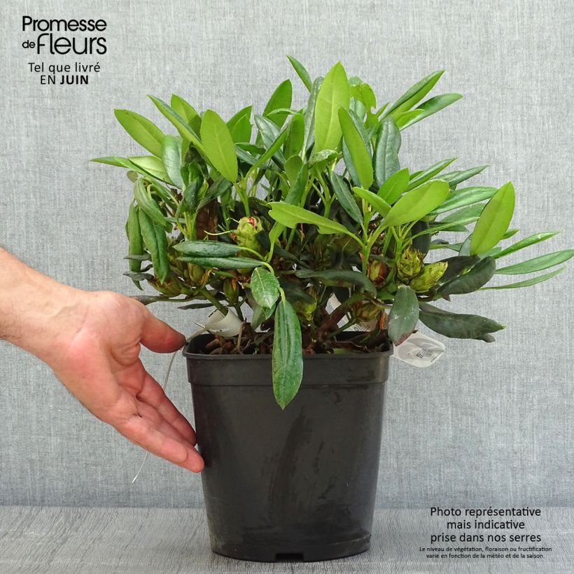 Esemplare di Rhododendron yakushimanum Barbarella Vaso da 4L/5L consegnato in estate