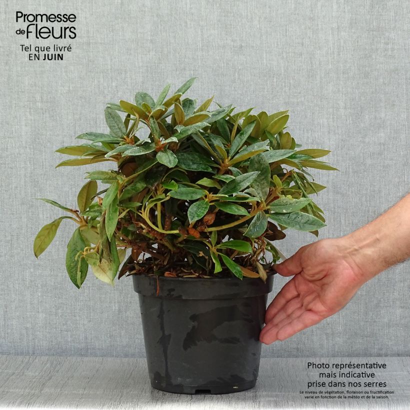 Esemplare di Rhododendron yakushimanum Grumpy Vaso da 3L/4L consegnato in estate