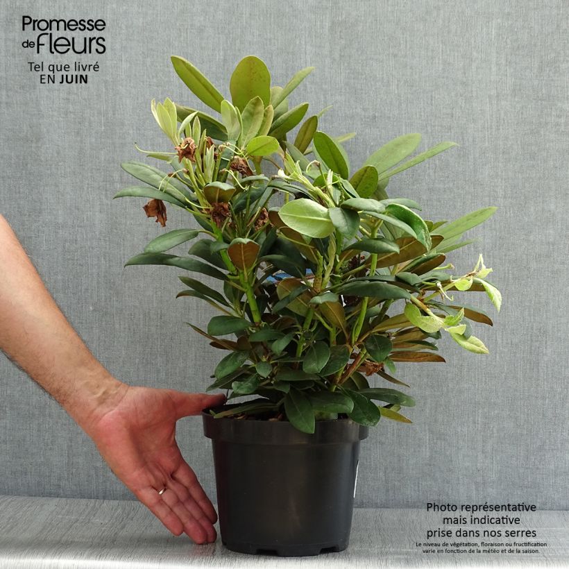 Esemplare di Rhododendron yakushimanum Porzellan Vaso da 3L/4L consegnato in estate