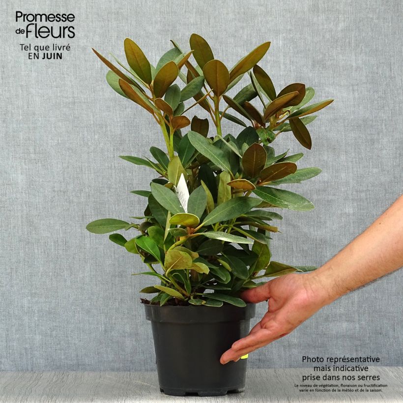 Esemplare di Rhododendron yakushimanum Silberwolke Vaso da 3L/4L consegnato in estate