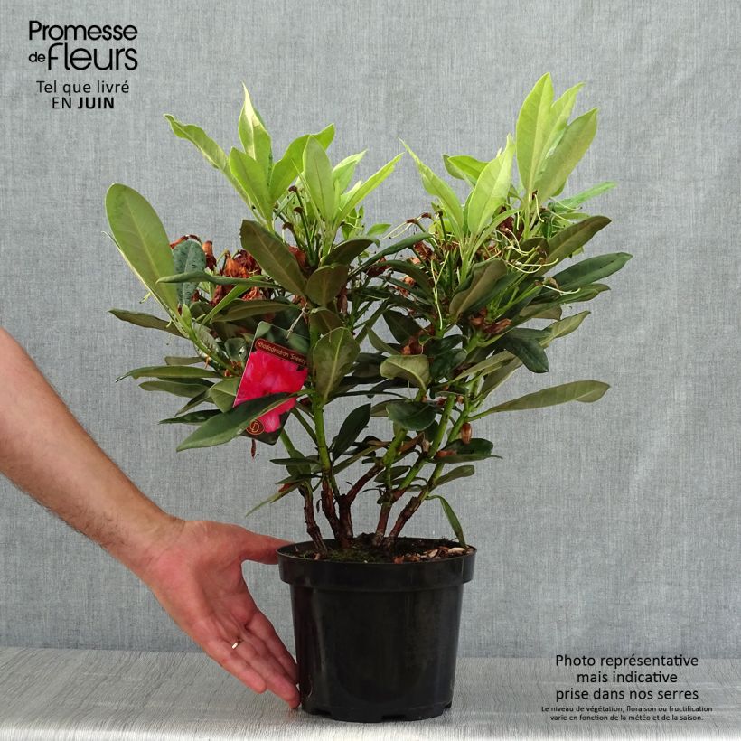 Esemplare di Rhododendron yakushimanum Sneezy Vaso da 2L/3L consegnato in estate