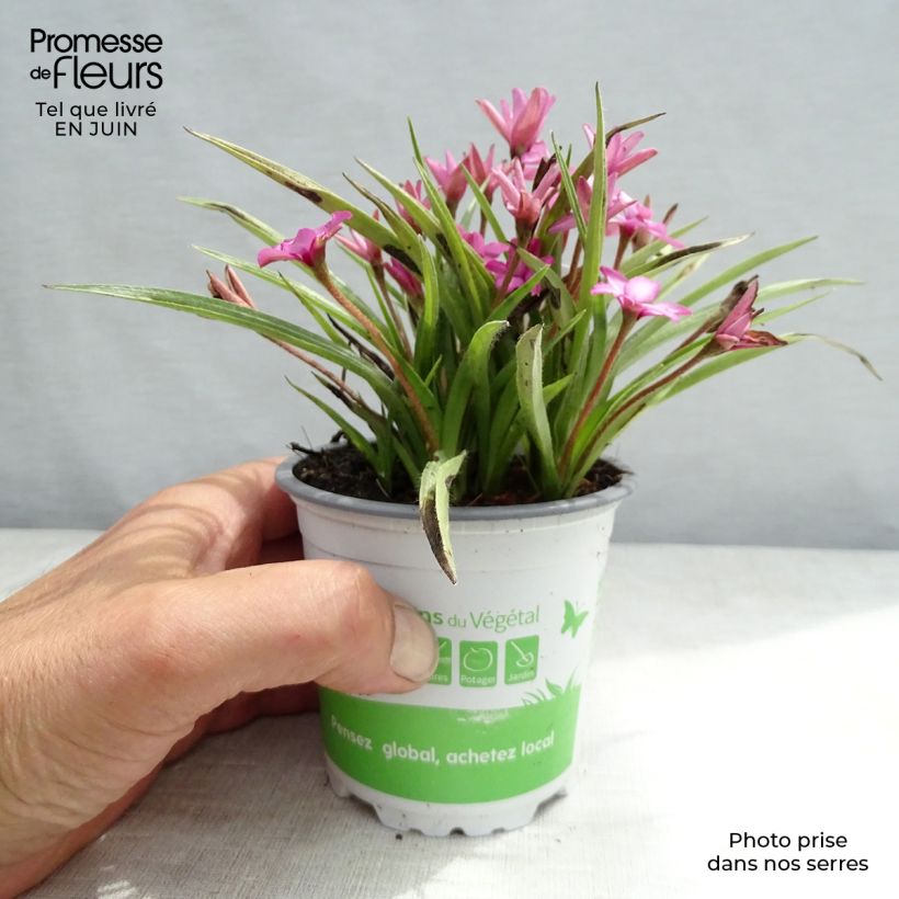 Esemplare di Rhodohypoxis Fairytale Vaso da 1,5L/2L consegnato in estate