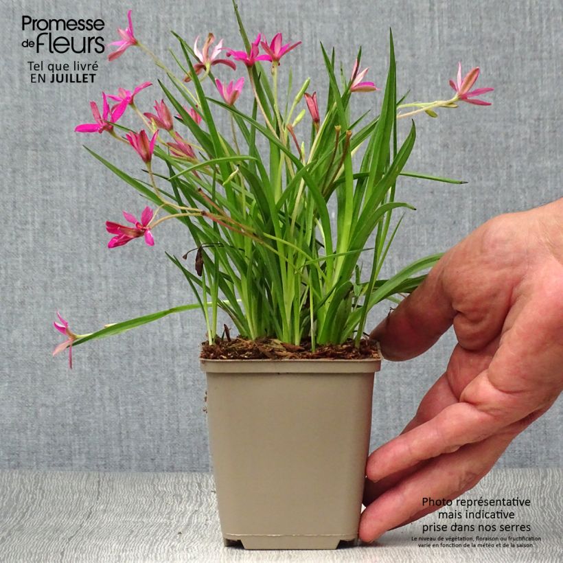 Esemplare di Rhodohypoxis Fairytale Vasetto da 8/9 cm consegnato in estate