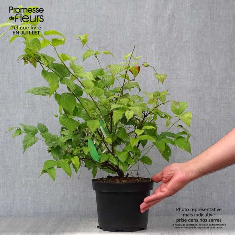 Esemplare di Rhodotypos scandens Vaso da 3L/4L consegnato in estate